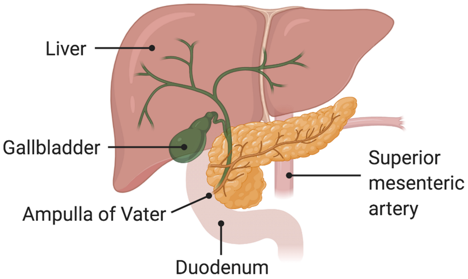 Ampullary Cancer- a rare kind of GI cancer